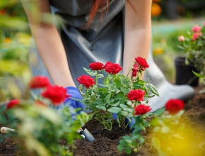 Cách thay đất trồng hoa hồng hiệu quả cao
