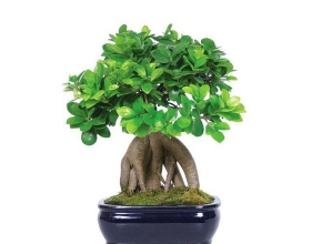 Các trường phái bonsai phổ biến hiện nay