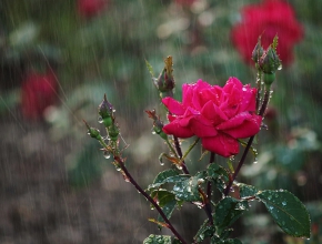 Cách chăm sóc hoa hồng vào mùa mưa