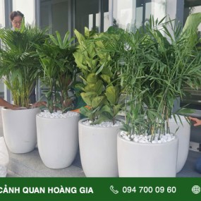 CUNG CẤP CHẬU CÂY XANH – VĂN PHÒNG CÔNG TY SAMHO  (BÀU BÀNG BÌNH DƯƠNG)