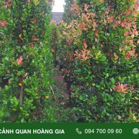 CẮT TỈA CẢI TẠO HÀNG RÀO CÂY HỒNG LỘC - CÔNG TY TÂN CẢNG