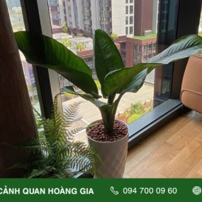 CUNG CẤP CÂY XANH VĂN PHÒNG CÔNG TY BSH VIỆT NAM
