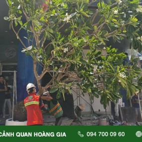 CUNG CẤP, THI CÔNG TRỒNG CÂY SỨ ĐẠI - NHÀ HÀNG CỬU VÂN LONG TẠI LÝ THƯỜNG KIỆT, QUẬN 10