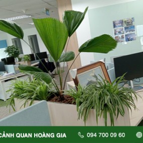 CHĂM SÓC, BẢO DƯỠNG CÂY XANH – CÔNG TY MOECO VIỆT NAM