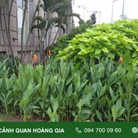 DUY TU CHĂM SÓC BẢO DƯỠNG CẢNH QUAN CÂY XANH CHO TRUNG TÂM THƯƠNG MẠI BẢO GIA