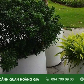CHĂM SÓC BẢO DƯỠNG CÂY XANH CHO NHÀ MẪU BÁN HÀNG THE GLOBAL CITY