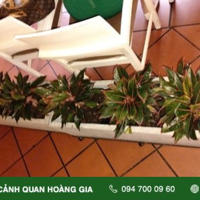 CHĂM SÓC CÂY XANH TẠI NHÀ HÀNG LAN ANH – QUẬN 10