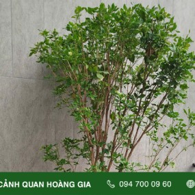 CUNG CẤP, THI CÔNG CÂY XANH NHÀ ANH DỤC BÌNH THẠNH