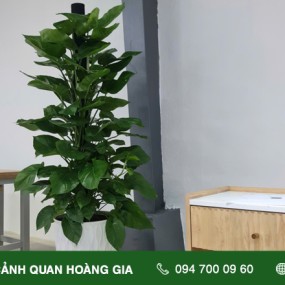 SETUP CÂY XANH VĂN PHÒNG CÔNG TY VHG LIVING FUNITURE THỦ ĐỨC