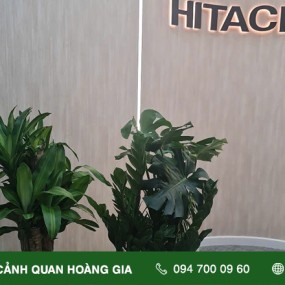 CUNG CẤP CÂY XANH VĂN PHÒNG HITACHI VIỆT NAM