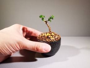 Lưu ý khi trồng cây bonsai mini