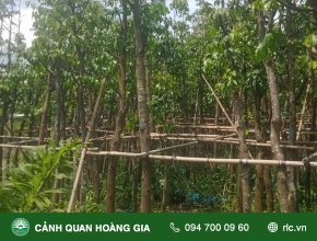Kỹ Thuật Trồng & Chăm Sóc Cây Sao Đen