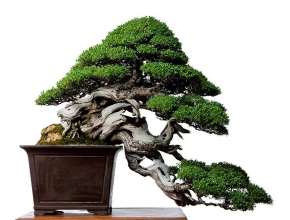 Top 10 cây Tùng được trồng phổ biến ở nước ta