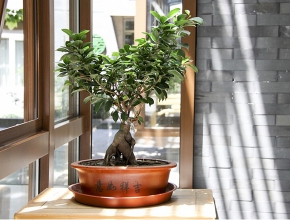 Lưu ý khi trồng cây bonsai trong nhà