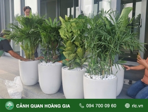 CUNG CẤP CHẬU CÂY XANH – VĂN PHÒNG CÔNG TY SAMHO  (BÀU BÀNG BÌNH DƯƠNG)