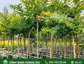 Kỹ Thuật Trồng Và Chăm Sóc Cây Bằng Lăng Thái