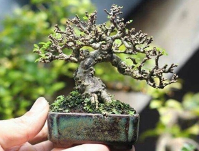 Kỹ thuật trồng bonsai mini cho người mới bắt đầu