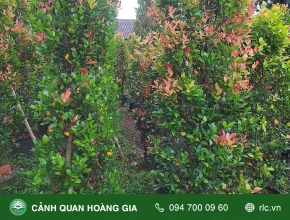 CẮT TỈA CẢI TẠO HÀNG RÀO CÂY HỒNG LỘC - CÔNG TY TÂN CẢNG