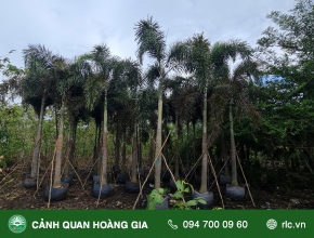 Cách Trồng và Chăm Sóc Cây Cau Đuôi Chồn