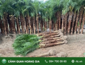 Kỹ Thuật Trồng và Chăm Sóc Cau Nga My