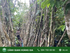 Công Dụng và Ý Nghĩa Cây Bằng Lăng