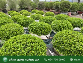 Cây Cảnh Tán Tròn Mang Đến Những Lợi Ích Gì?