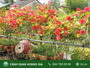 Kỹ Thuật Trồng Và Chăm Sóc Cây Điệp Lào