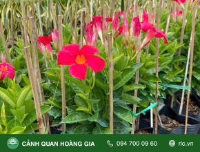 Ý Nghĩa Và Công Dụng Cây Huynh Đệ