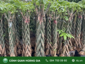 Ý Nghĩa Và Công Dụng Cây Kim Ngân