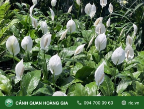 Kỹ Thuật Trồng Và Chăm Sóc Cây Lan Ý