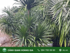 Bạn Đã Biết Những Ý Nghĩa Tuyệt Vời Của Cây Phát Tài Núi?