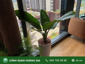 CUNG CẤP CÂY XANH VĂN PHÒNG CÔNG TY BSH VIỆT NAM