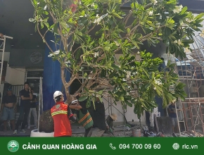CUNG CẤP, THI CÔNG TRỒNG CÂY SỨ ĐẠI - NHÀ HÀNG CỬU VÂN LONG TẠI LÝ THƯỜNG KIỆT, QUẬN 10