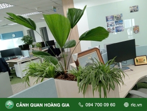 CHĂM SÓC, BẢO DƯỠNG CÂY XANH – CÔNG TY MOECO VIỆT NAM