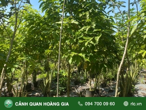Kỹ Thuật Trồng Và Chăm Sóc Cây Ngọc Lan