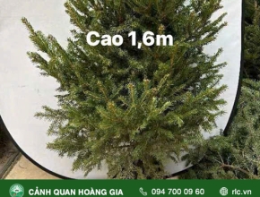 Kỹ Thuật Trồng và Chăm Sóc Cây Thông 
