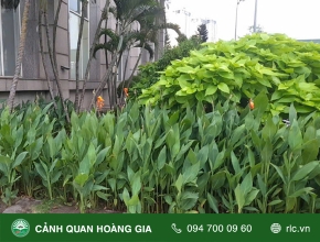 DUY TU CHĂM SÓC BẢO DƯỠNG CẢNH QUAN CÂY XANH CHO TRUNG TÂM THƯƠNG MẠI BẢO GIA