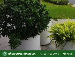 CHĂM SÓC BẢO DƯỠNG CÂY XANH CHO NHÀ MẪU BÁN HÀNG THE GLOBAL CITY