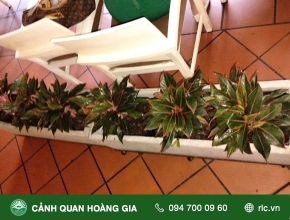 CHĂM SÓC CÂY XANH TẠI NHÀ HÀNG LAN ANH – QUẬN 10