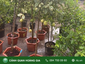 Ý Nghĩa Và Công Dụng Cây Chanh Mỹ