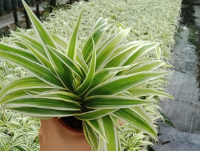 Những Lợi Ích Tuyệt Vời Của Cây Cỏ Lan Chi