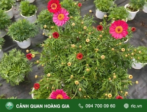 Kỹ Thuật Chăm Sóc Cúc Hoạ Mi