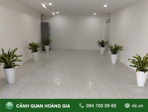 CUNG CẤP & THIẾT KẾ CÂY XANH VĂN PHÒNG CÔNG TY THỜI TRANG SÀI GÒN XUÂN HÒA