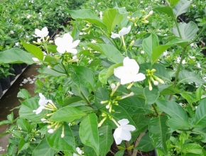 Ý Nghĩa Và Ứng Dụng Của Cây Hoa Lài Tây
