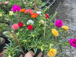 Hoa Mười Giờ Có Những Loại Nào?