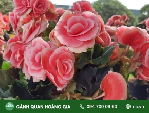 Ý Nghĩa và Công Dụng Cây Hoa Thu Hải Đường