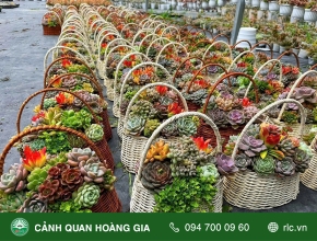 Kỹ Thuật Chăm Sóc Lãng Hoa Sen Đá