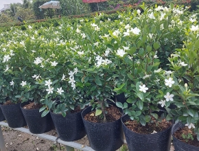Vì Sao Cây Mai Chỉ Thiên Được Nhiều Người Yêu Thích?