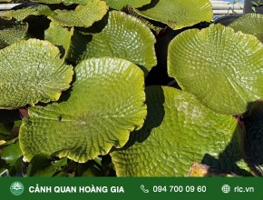 Kỹ thuật trồng và chăm sóc cây Sen Vua
