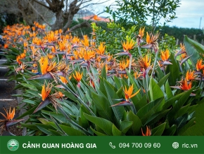 Kỹ Thuật Trồng Và Chăm Sóc Cây Thiên Điểu